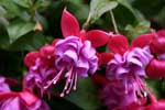Geranium
