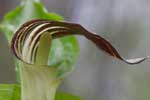 Clematis