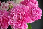 Hollyhock
