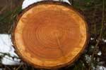 Wood