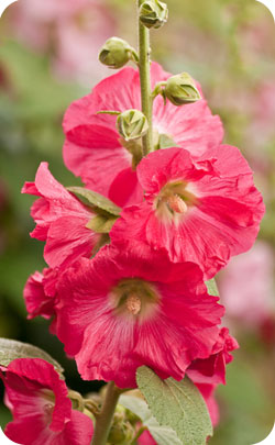 13th year anniversary appropriate flower hollyhoch image