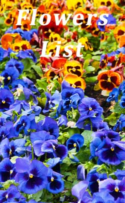 Pansies Flower List image