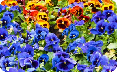 pansies 1 year anniversary flower theme pansies 1 year anniversary flower theme