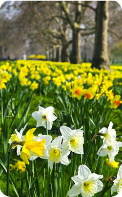 10 year anniversary appropriate flower - daffodils image