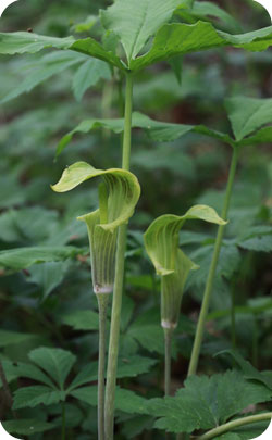 7th year appriopriate flower - jack in the pulpit 7th year appriopriate flower - jack-in-the-pulpit image