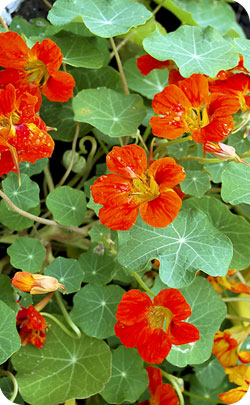 40th year wedding anniversary appropriate flower - nasturtium