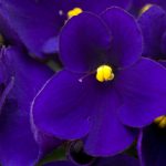 appropriate flower 50th wedding anniversary gifts violets