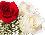 appropriate flower wedding anniversary gifts roses