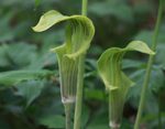 appropriate flowers 7th anniversary gifts jack-in-the-pulpit