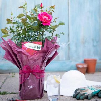 tree2mydoor Happy Anniversary Rose Bush Gift