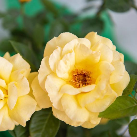 The Golden Wedding Rose