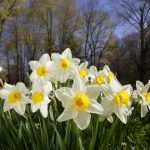 appropriate flowers 10th wedding anniversary gifts daffodils