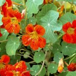 appropriate flower wedding anniversary gifts nasturtium