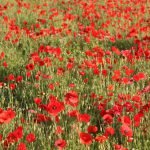 appropriate flowers anniversary gifts poppies