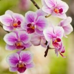 orchids modern wedding anniversary gifts