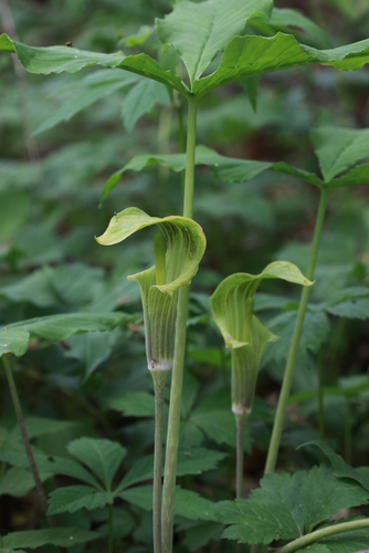 Jack-in-the-Pulpit Flower