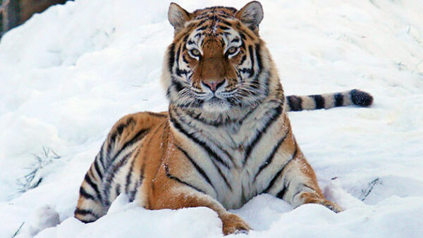 Entry for Two to Linton Zoo with a Big Cat Meet and Feed