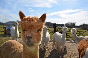 Family Adventure at Alpaca Annie in Kent