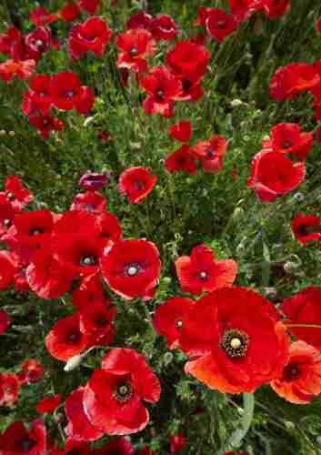 Poppies are the appropriate 9th-anniversary flower.