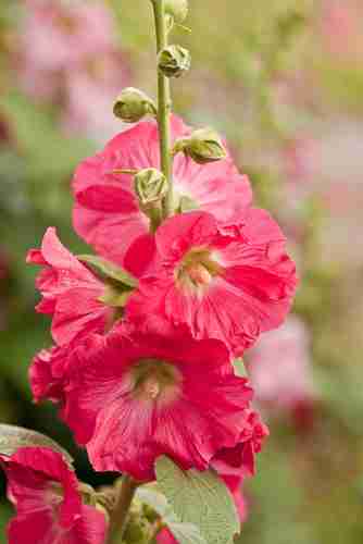 Hollyhock flower