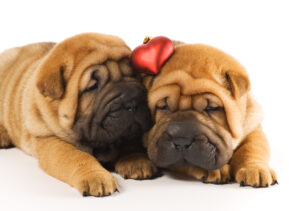 First Valentine's Day as a married couple, two cute puppies with a love heart above.