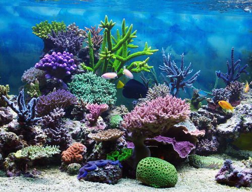 romantic holiday destination ideas - visit a coral reef