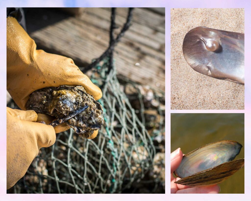 Where do Pearls come from, Oysters and Mussels