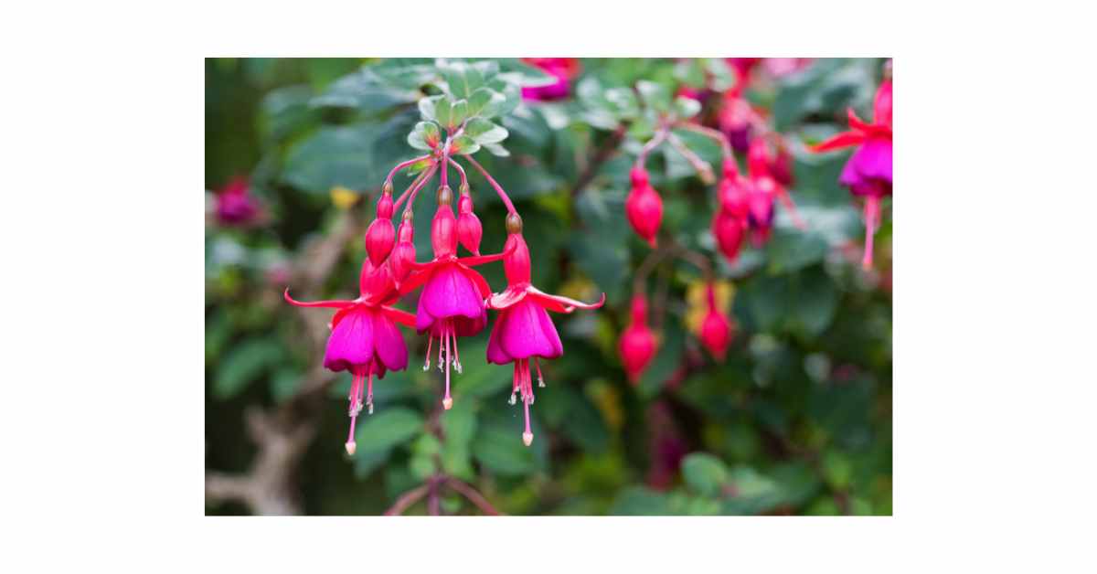 Fuchsia 3rd Anniversary Flower