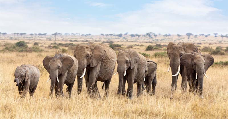 Elephants in the Serengeti in Tanzania. An unforgettable 14th Wedding Anniversary adventure.